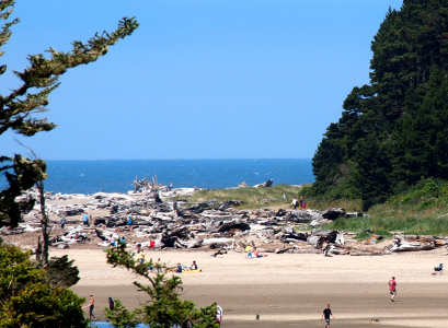 [An open expanse of sand land with huge amounts of drift logs. People are walking on the nearby sand and through the logs.]